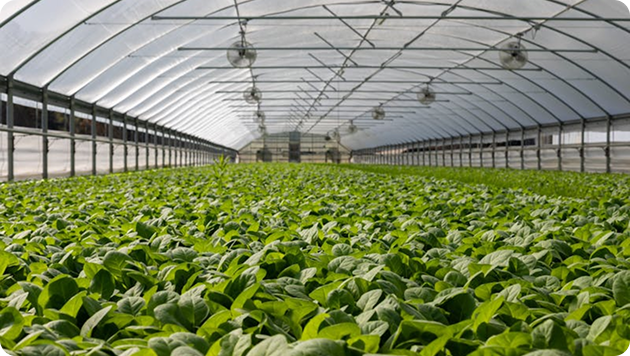 AI-Powered Demand Forecasting for a Sustainable Agriculture Brand